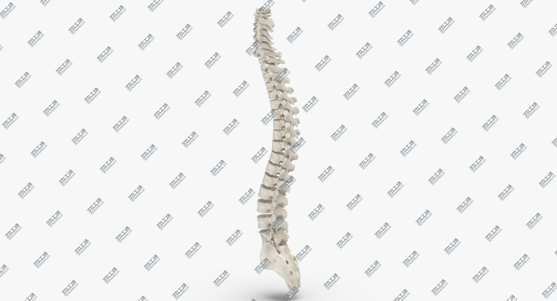 images/goods_img/202104023/Real Human Spine Bones Anatomy White 01 3D model/1.jpg